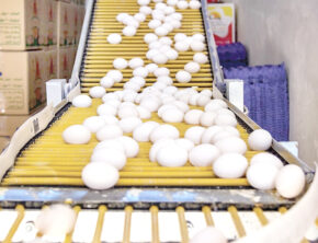 تخم‌مرغ زیر فشار گرانی نهاده