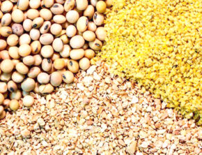 نابسامانی در بازار نهاده‌های دامی کماکان ادامه دارد؟