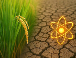 تولید برنج مقاوم به خشکی با انرژی هسته‌ای