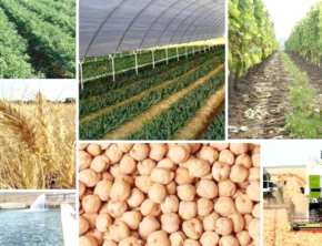 تهدید راهبردی امنیت غذایی با غفلت از تولید کشاورزی و وابستگی به واردات