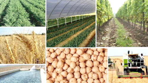 تهدید راهبردی امنیت غذایی با غفلت از تولید کشاورزی و وابستگی به واردات