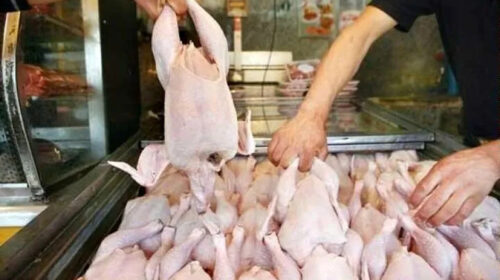 چرخش بازار مرغ به سمت ثبات