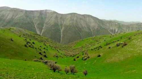 مراتع فراموش‌شده؛ راه کاهش ریسک واردات نهاده در زنجیره پروتئین