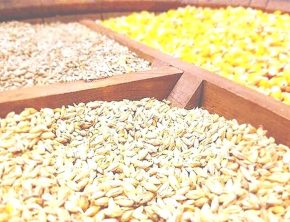 فروش گسترده غلات آمریکا به ایران؛ از ادعا تا واقعیت