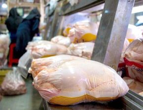 بحران در بازار مرغ؛ خروج اجباری تولیدکنندگان با فقدان توجیه اقتصادی
