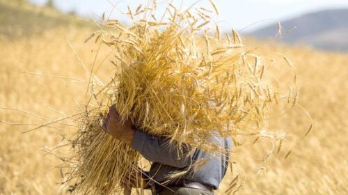 زنگ هشدار برای امنیت غذایی کشور