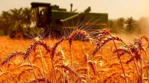 هشدار خروج گندم از کشور توسط دلالان