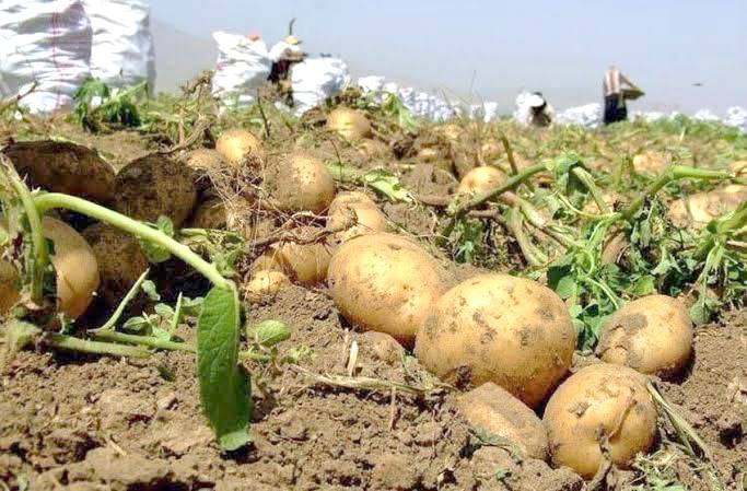 دولت چهاردهم در آزمون سیب‌زمینی