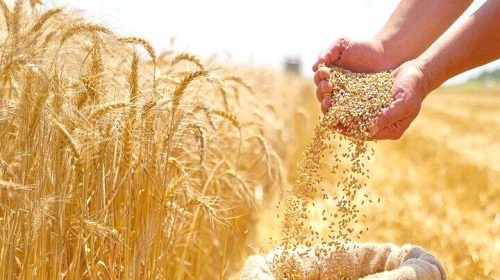 قیمت منطقی خرید تضمینی هر کیلو گندم ۸۵ هزار تومان