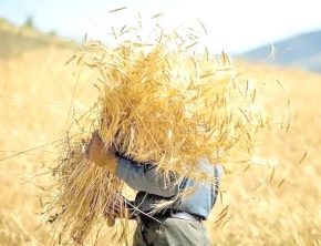 بلاتکلیفی نرخ خرید تضمینی گندم با گذشت یک ماه از آغاز کشت