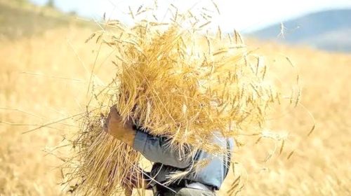 بلاتکلیفی نرخ خرید تضمینی گندم با گذشت یک ماه از آغاز کشت