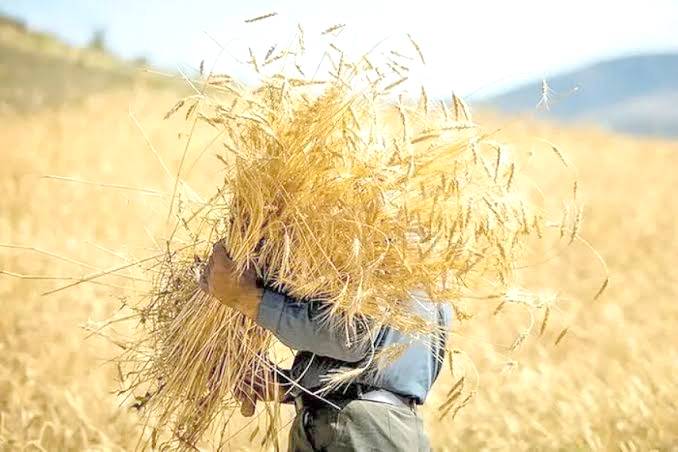 بلاتکلیفی نرخ خرید تضمینی گندم با گذشت یک ماه از آغاز کشت